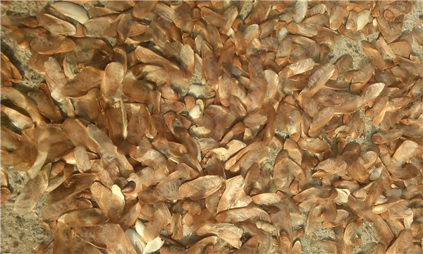 種子基地如何使用農(nóng)業(yè)氣象站來提高種子基地的產(chǎn)量？