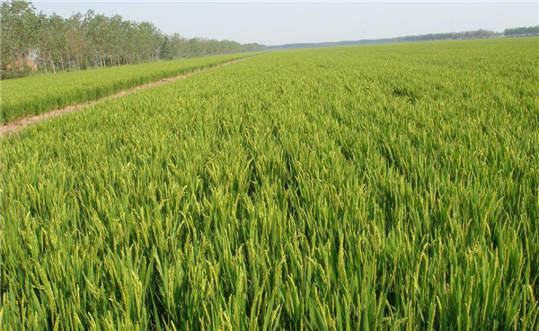 種子基地如何使用農(nóng)業(yè)氣象站來提高種子基地的產(chǎn)量？