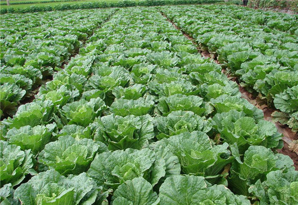 種子基地如何使用農(nóng)業(yè)氣象站來提高種子基地的產(chǎn)量？