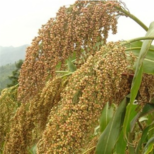 種子基地如何使用農(nóng)業(yè)氣象站來提高種子基地的產(chǎn)量？