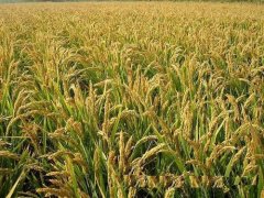 河南農(nóng)業(yè)氣象站逐步實(shí)現(xiàn)智能化氣象監(jiān)測