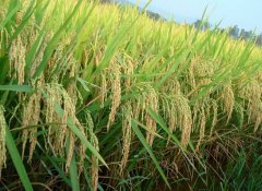 小型農(nóng)業(yè)氣象站對特色生態(tài)農(nóng)業(yè)發(fā)展有什么意義？