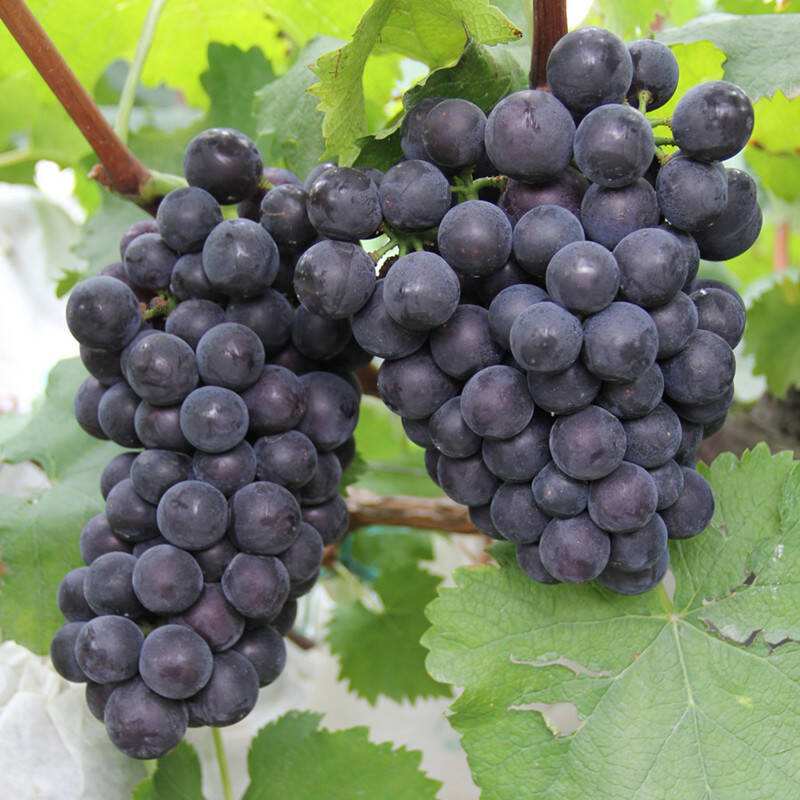 自動氣象站 自動氣象站