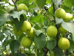 深入鴨梨種植區(qū)開展氣象服務需求調(diào)研