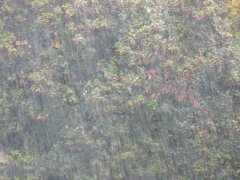 農(nóng)業(yè)種植業(yè)如何應(yīng)對暴雨？