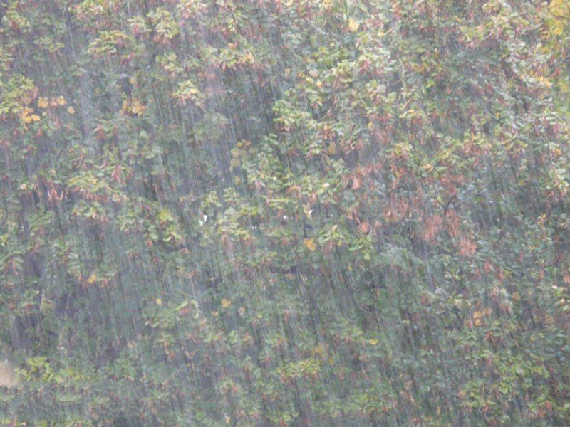 農(nóng)業(yè)種植業(yè)如何應(yīng)對(duì)暴雨？