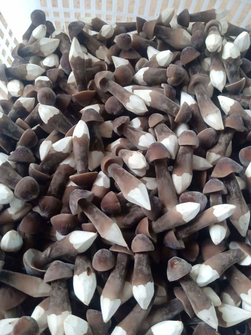 手持式小型氣象儀在黑皮雞樅種植中發(fā)揮的作用 手持式小型氣象儀在黑皮雞樅種植中發(fā)揮的作用