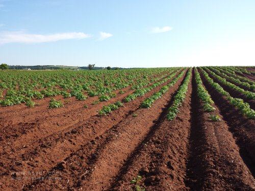 基于農(nóng)業(yè)物聯(lián)網(wǎng)，如何防治馬鈴薯疫??？