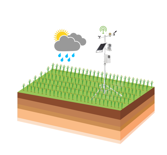 在番石榴的種植中，農(nóng)業(yè)四情監(jiān)測(cè)系統(tǒng)有何作用？