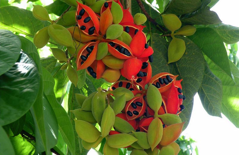 農(nóng)業(yè)自動氣象站，為鳳眼果的種植提供一手資料