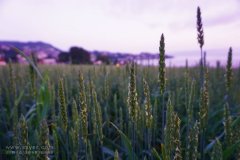 智能農(nóng)業(yè)的四情監(jiān)測系統(tǒng)