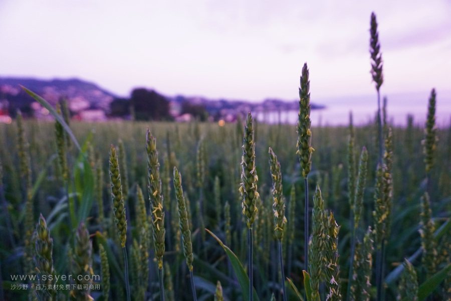 智能農(nóng)業(yè)的四情監(jiān)測系統(tǒng) 智能農(nóng)業(yè)的四情監(jiān)測系統(tǒng)